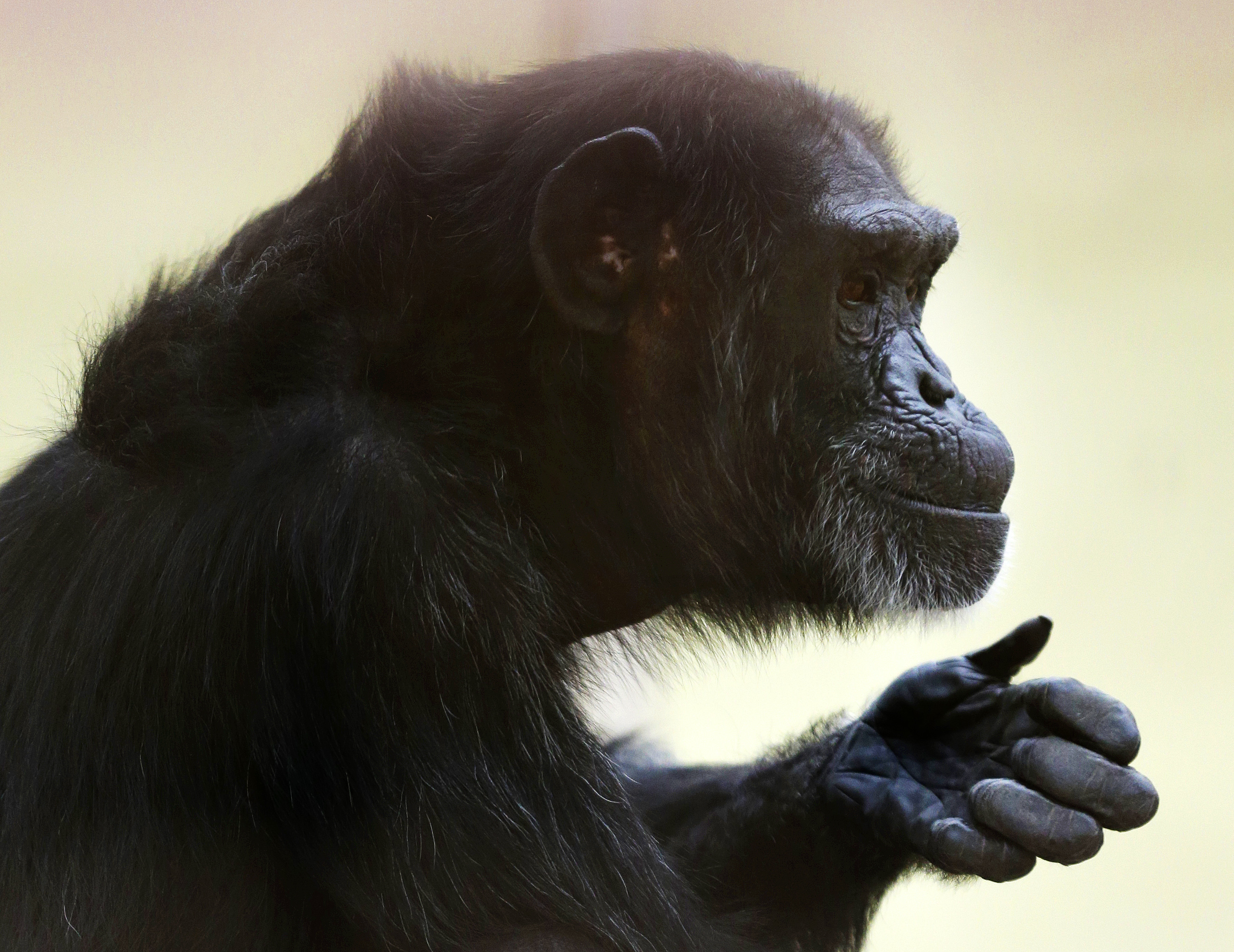 A chimp can перевод на русский. Chimpanzee rights. Chimp перевод. Как переводится Chimp.