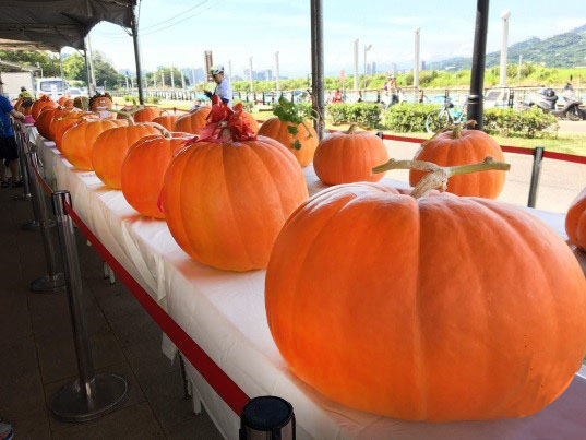 金夏南瓜盛宴本周登場花博農民市集贈好禮 Yahoo奇摩旅遊