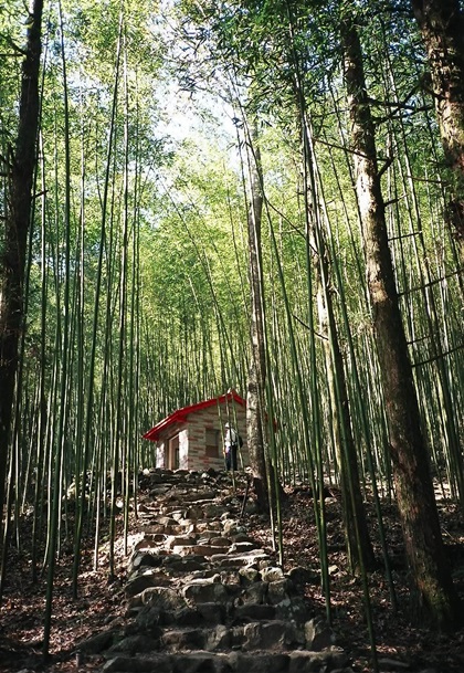 八仙山竹林步道一片綠意盎然是夏日最佳避暑勝地。圖片提供/行政院農業委員會林務局