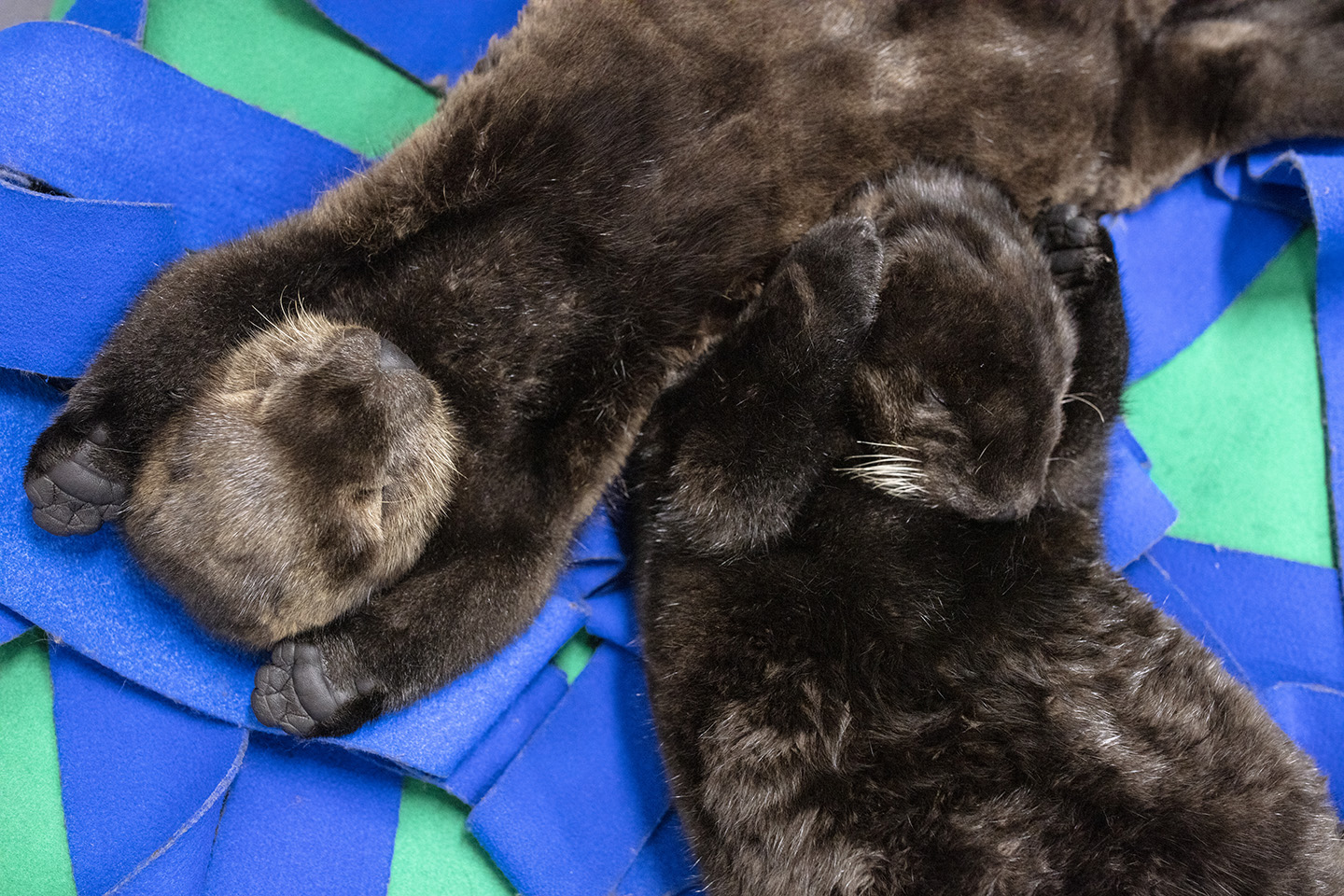 PHOTOS: Rescued sea otter pups being named in a digital contest