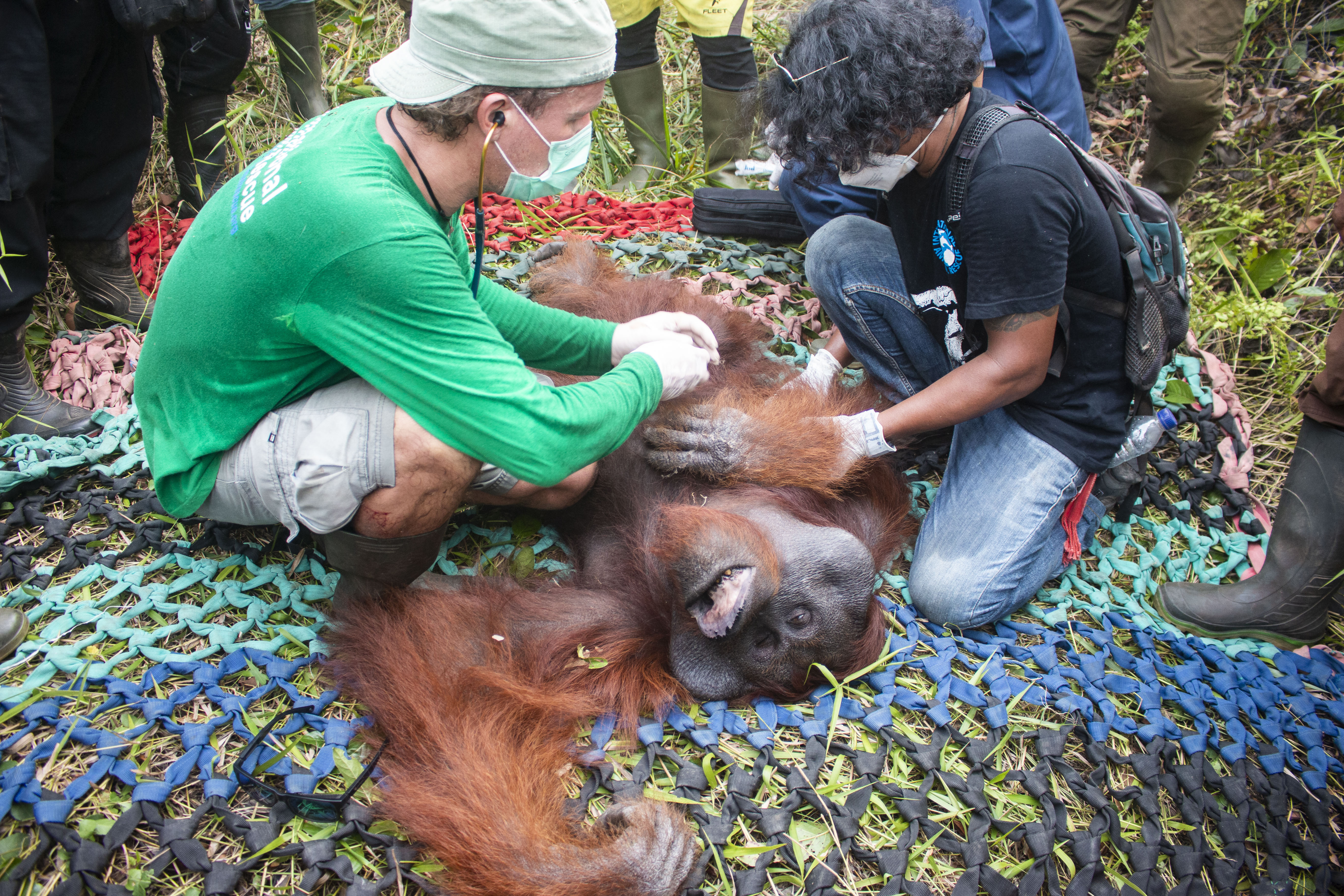 Male orangutan  is saved after being stranded atop tree in 