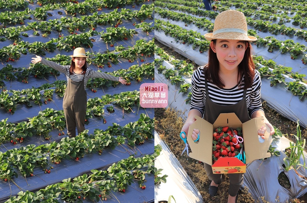苗栗景點 大湖草莓季 馬拉邦山金鑽草莓園 蘋果草莓好甜 Yahoo奇摩旅遊