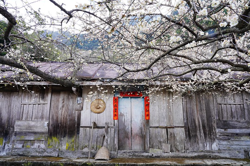 南投信義 南投賞梅 蔡家古厝 漫步梅花林美極 又壯觀 老厝農家菜也美味 Yahoo奇摩旅遊