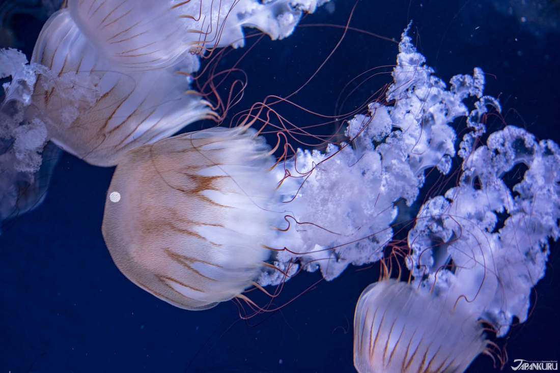 抓住海中的流星鎌倉約會景點新江之島水族館攻略這樣玩 Yahoo奇摩旅遊