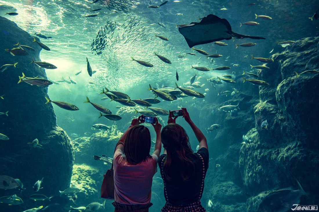 抓住海中的流星鎌倉約會景點新江之島水族館攻略這樣玩 Yahoo奇摩旅遊