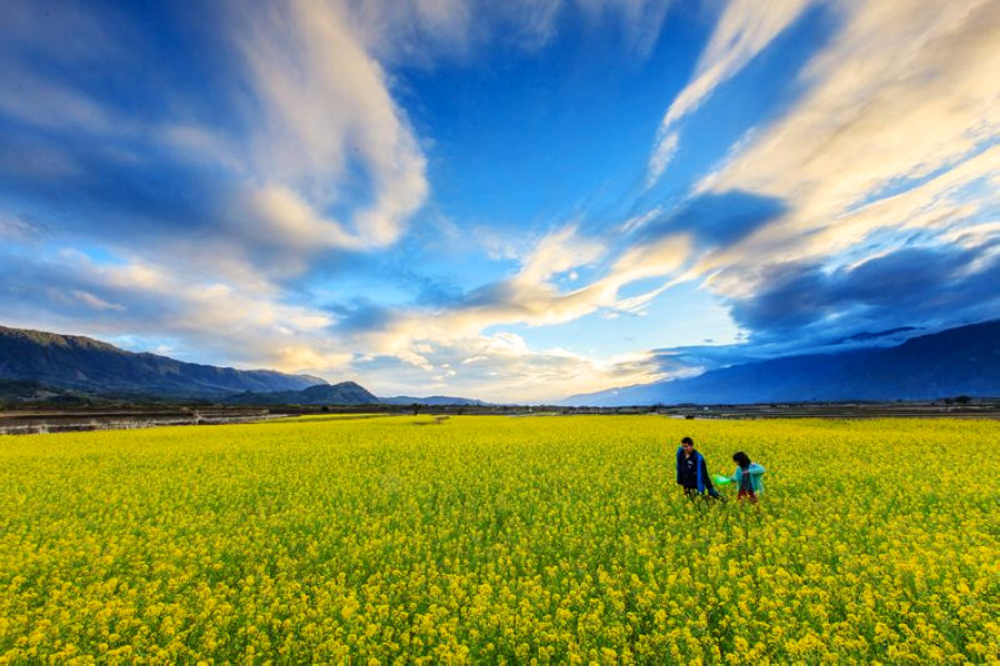 賞花之旅 縱谷花海好繽紛 擁抱花東田園之美 Yahoo奇摩旅遊