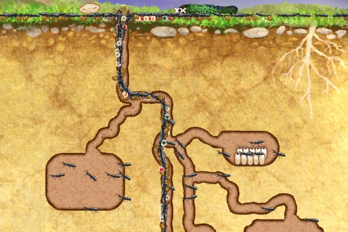 Images Of アリの巣 Japaneseclass Jp