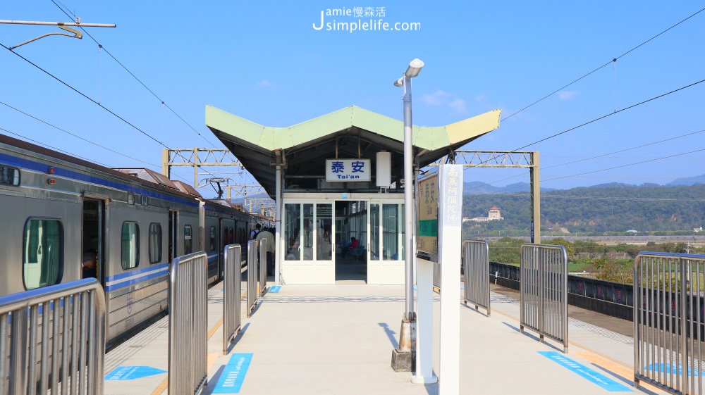 泰安落羽松秘境