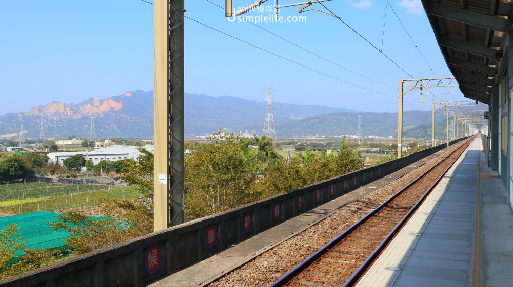 泰安落羽松秘境