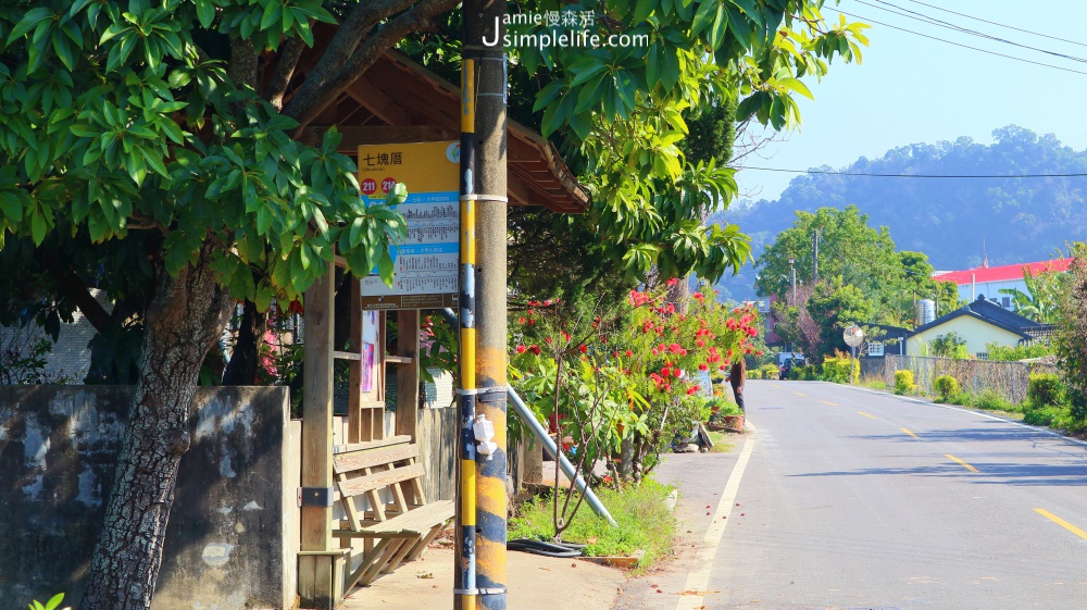 泰安落羽松秘境