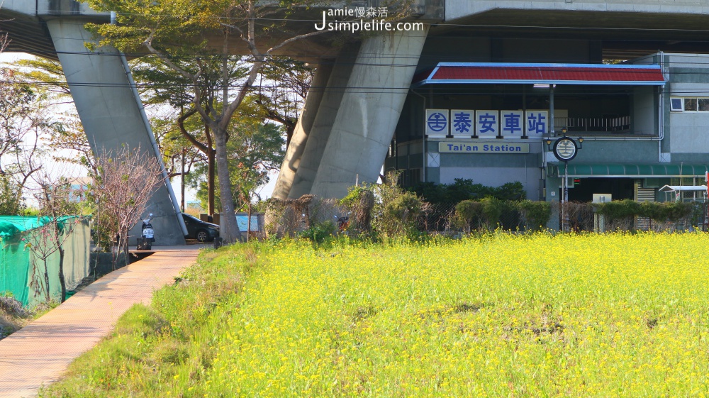 泰安落羽松秘境