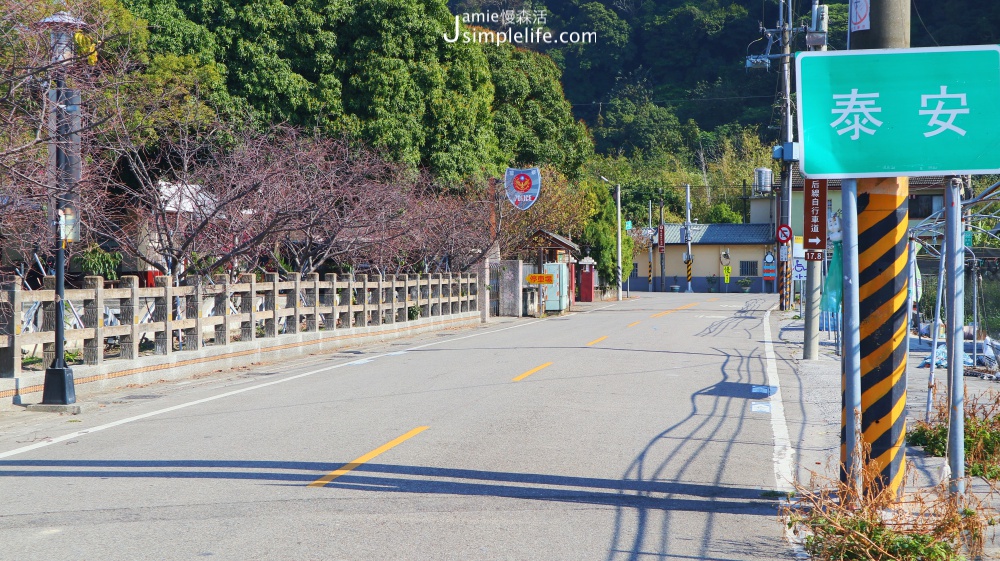 泰安落羽松秘境