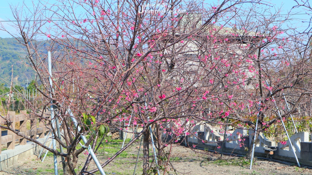 泰安落羽松秘境