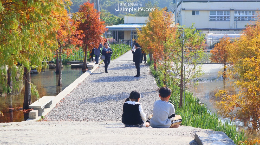 泰安落羽松秘境