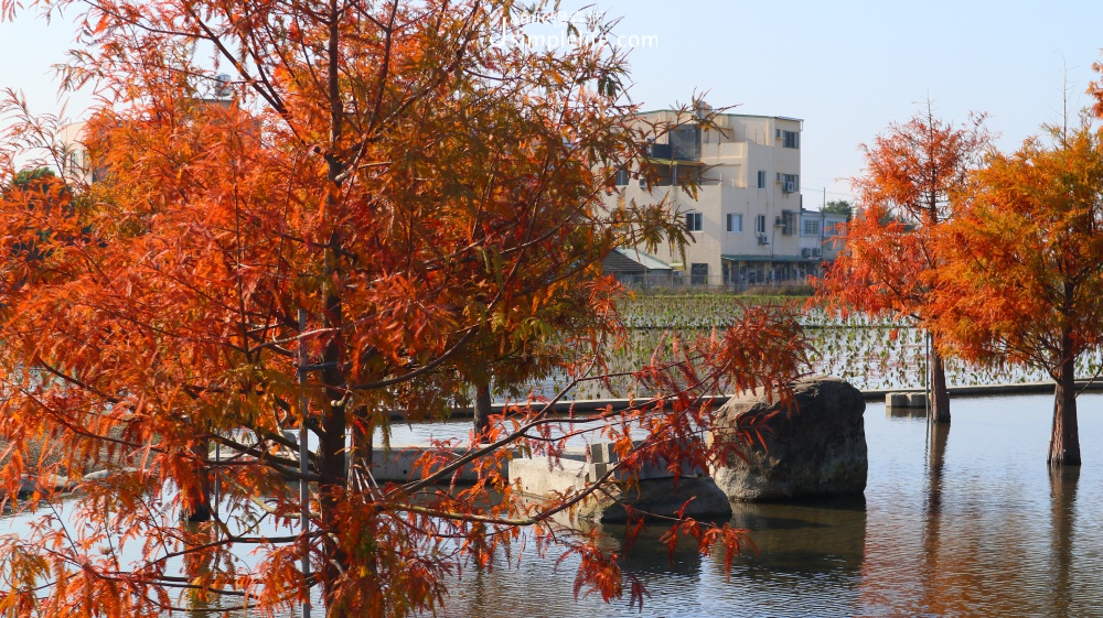 泰安落羽松秘境