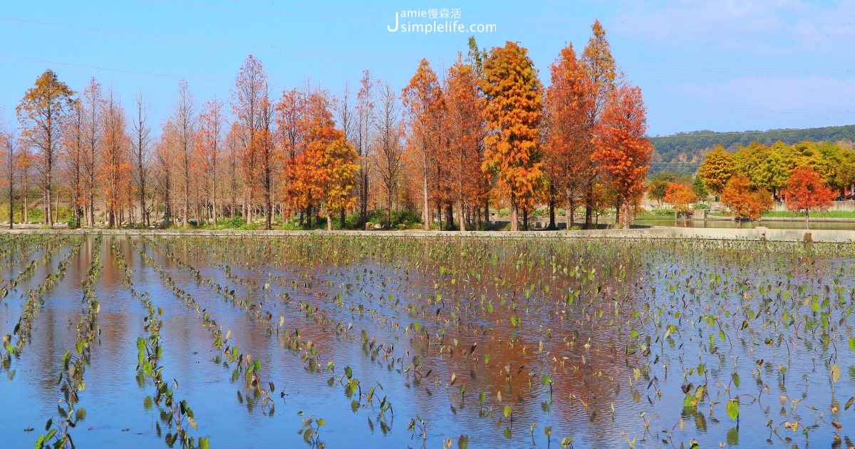 泰安落羽松秘境