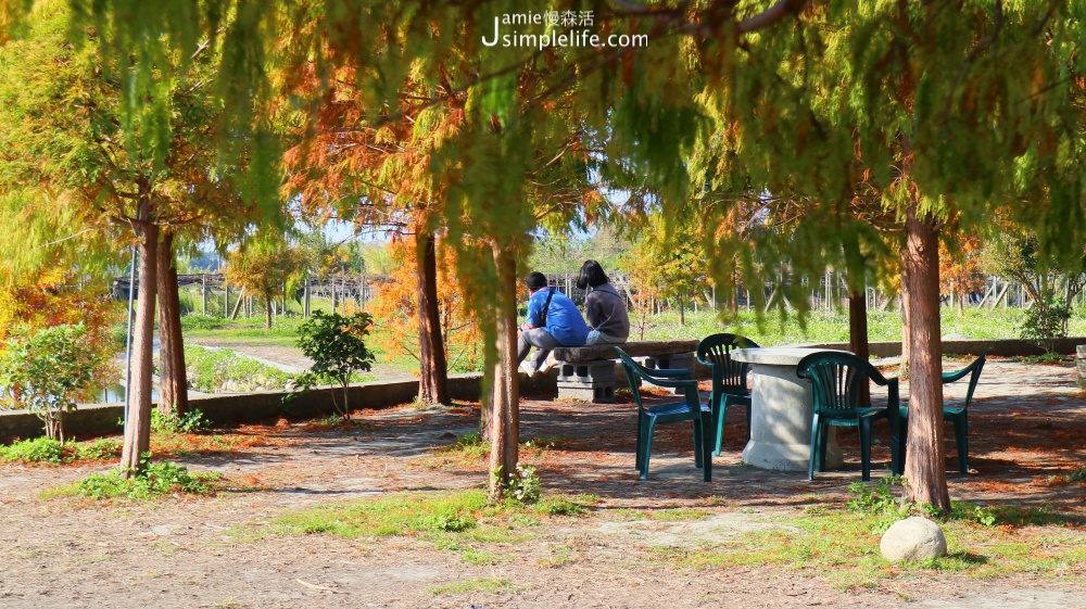 泰安落羽松秘境