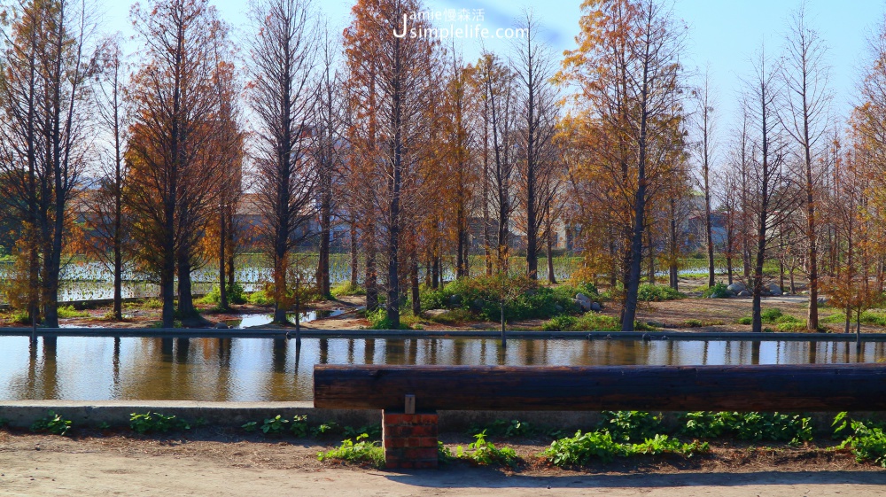 泰安落羽松秘境