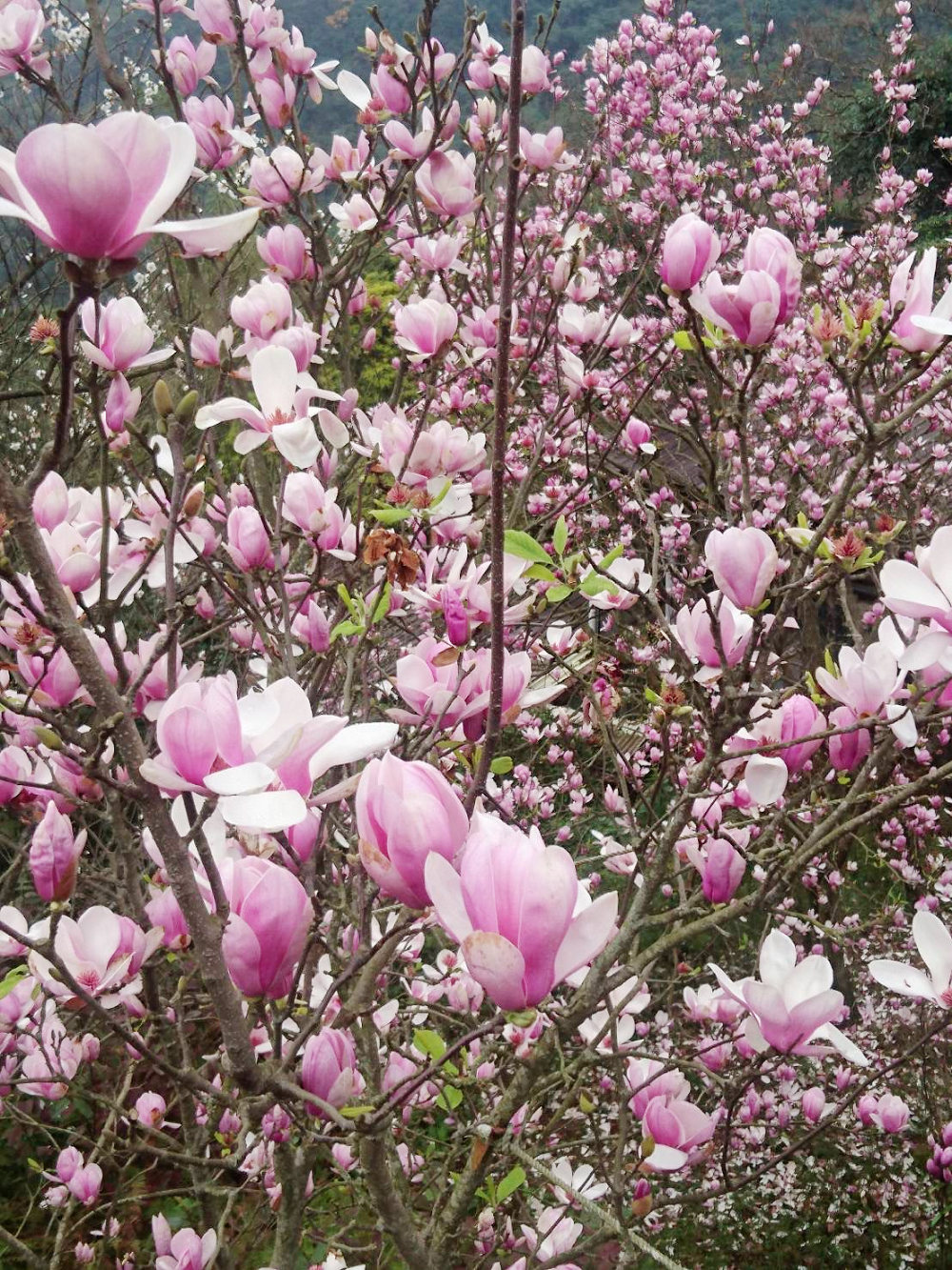 賞花之旅 來淡水賞木蓮花 漁人碼頭看夕陽啖海鮮 Yahoo奇摩旅遊