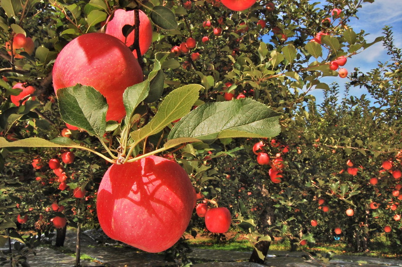 圖/弘前蘋果