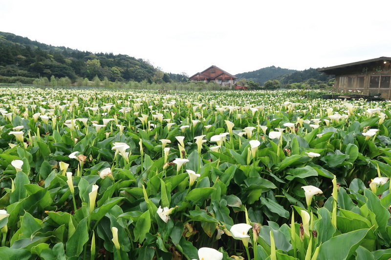 圖/陽明山海芋季