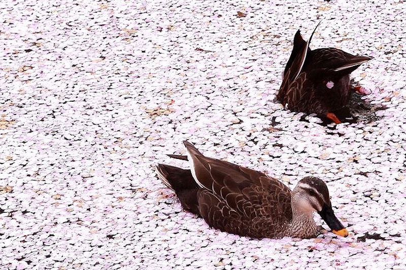 圖/弘前城的櫻花