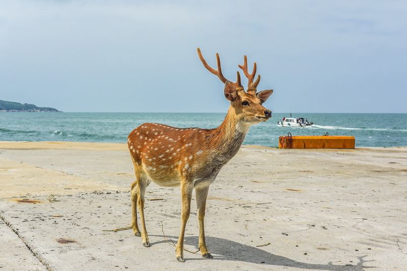 圖/漫看大坵島的梅花鹿在海邊悠閒散步，十足療癒。