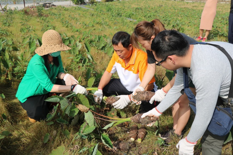圖/林義職親自帶著大家彎腰採芋頭。