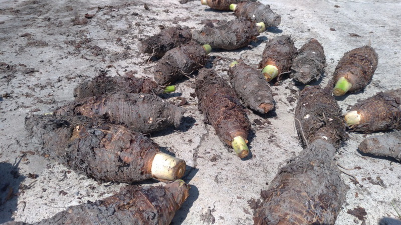 圖/林義職的芋頭都是自然農法栽種。