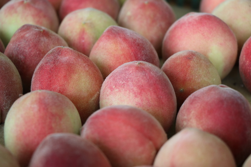 圖3.桃園水蜜桃週將帶來著名的「五月桃」又稱「媽媽桃」。