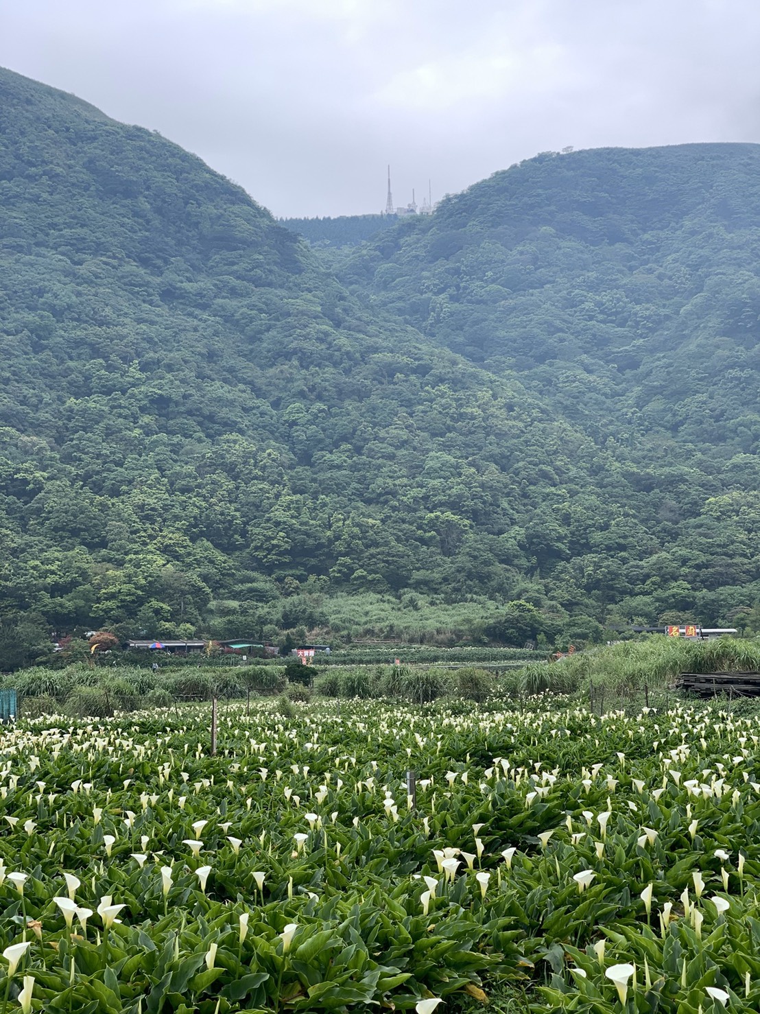 台北後花園 陽明山 半日遊 冠宸食館吃土雞山野菜 飯後去平緩的二子坪步道散步 Yahoo奇摩旅遊