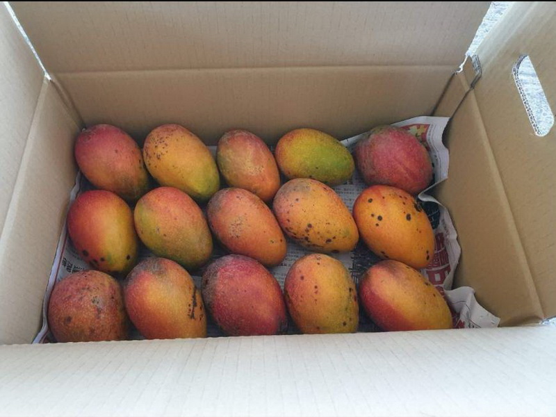 圖/枋寮季節限定在地芒果