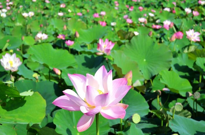 賞花之旅 白河賞蓮 石斛蘭粉紅花瀑美景 Yahoo奇摩旅遊