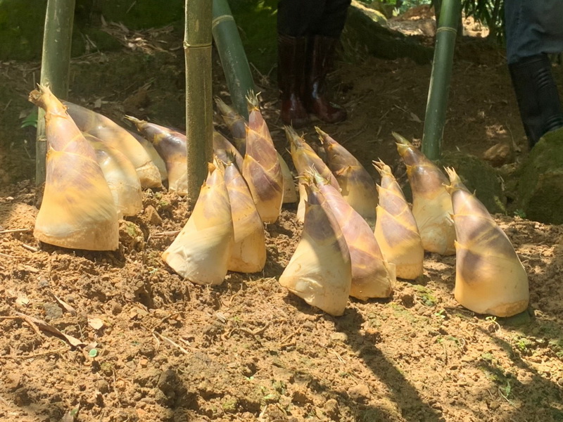 圖/活動包含採筍體驗、竹林生態導覽、綠竹筍料理 DIY等活動，費用每人從400元至800元不等，內容豐富有趣，有興趣的朋友可向各區農會洽詢報名事宜。