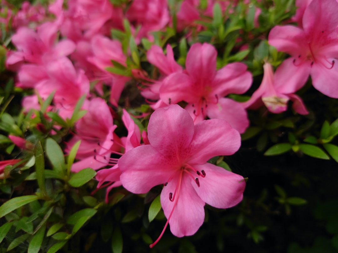 Xperia 1 II camera review Yuriko Ota