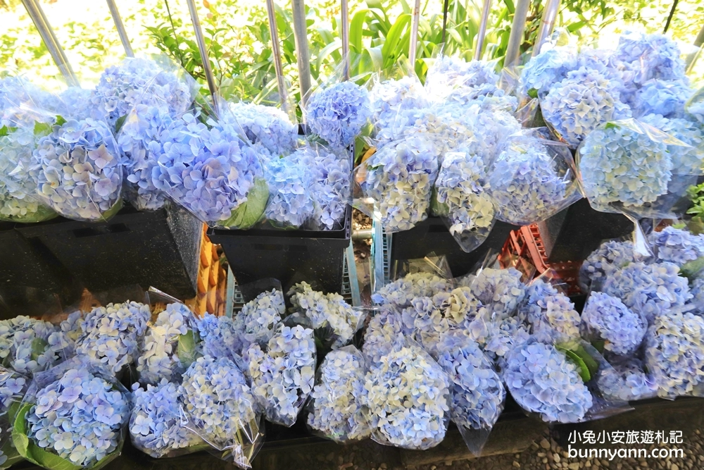 竹子湖繡球花季｜大梯田花卉生態農園