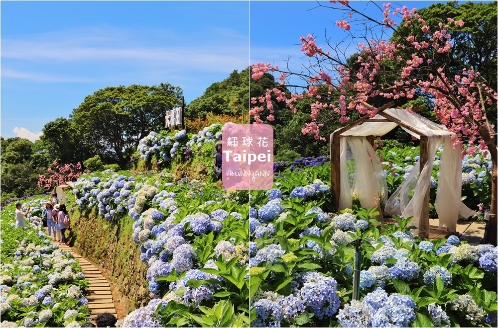 竹子湖繡球花季｜大梯田花卉生態農園