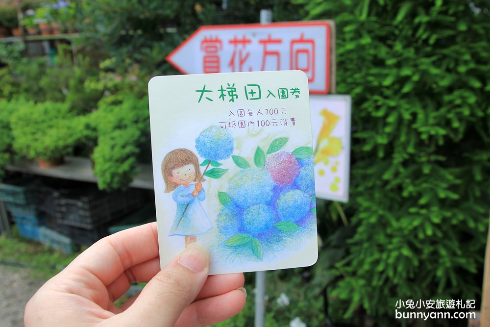 竹子湖繡球花季｜大梯田花卉生態農園