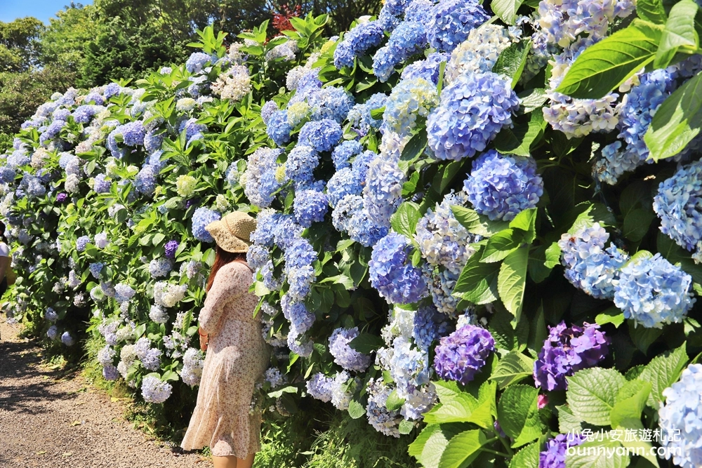 竹子湖繡球花季｜大梯田花卉生態農園
