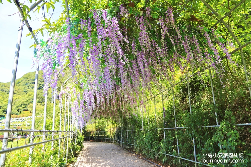 竹子湖繡球花季｜大梯田花卉生態農園