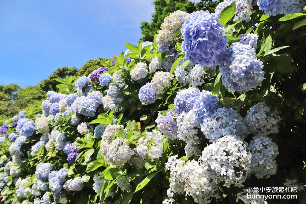 竹子湖繡球花季｜大梯田花卉生態農園