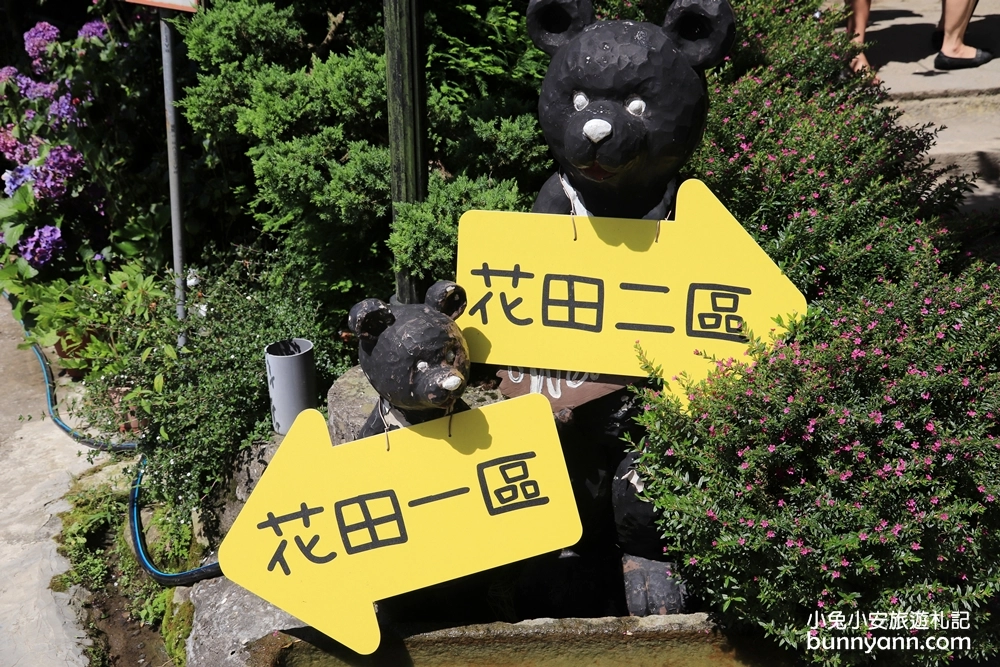 竹子湖繡球花季｜大梯田花卉生態農園