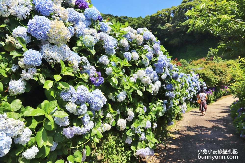 竹子湖繡球花季｜大梯田花卉生態農園