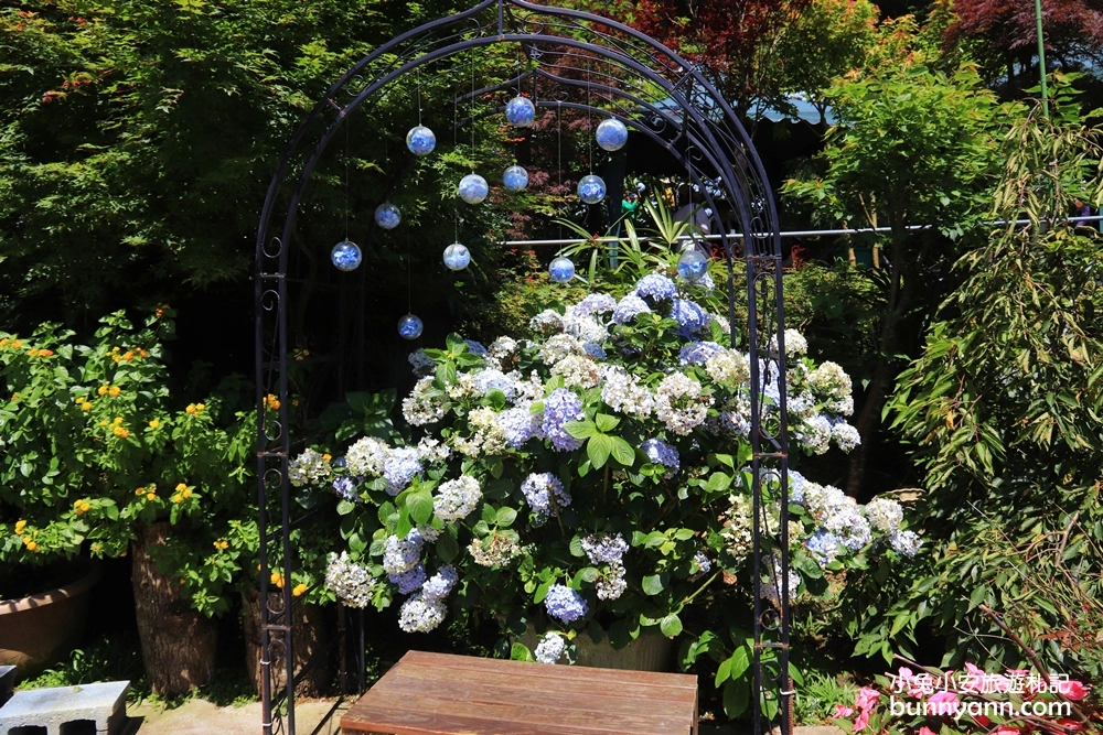 竹子湖繡球花季｜大梯田花卉生態農園