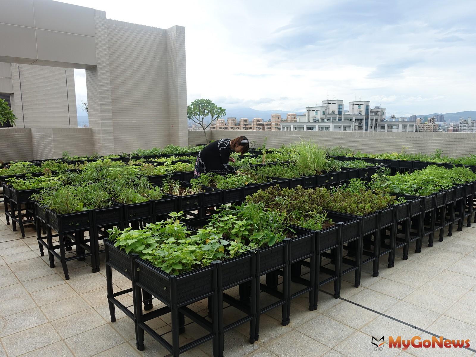 ▲鄉林社區頂樓空中菜園(圖:鄉林建設)