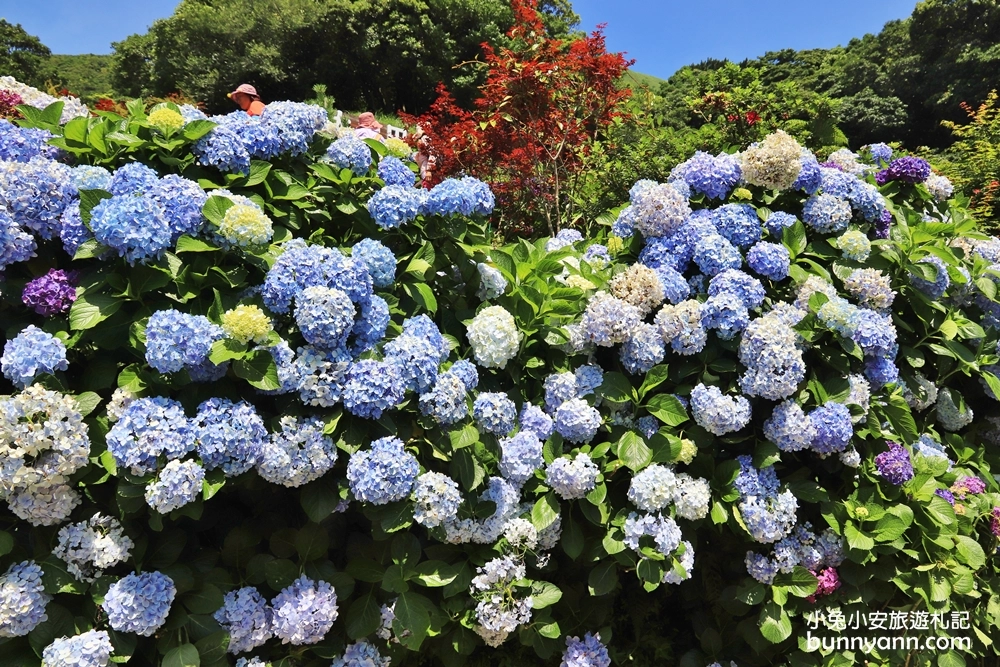 竹子湖繡球花季｜大梯田花卉生態農園