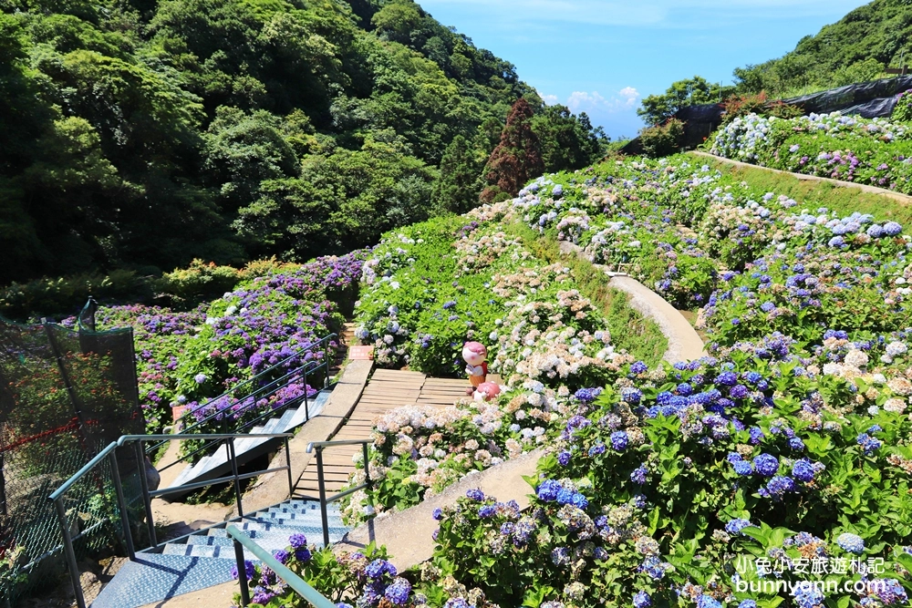 竹子湖繡球花季｜大梯田花卉生態農園