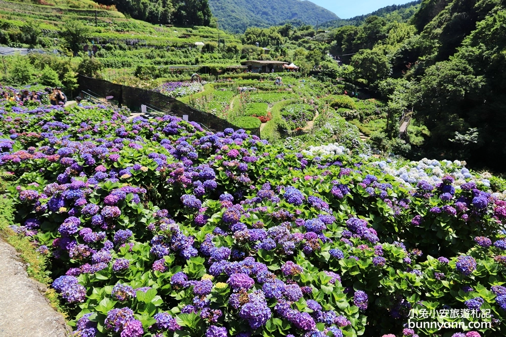 竹子湖繡球花季｜大梯田花卉生態農園
