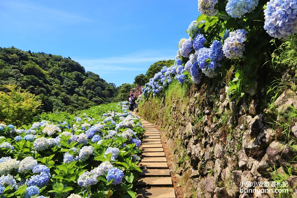 竹子湖繡球花季｜大梯田花卉生態農園