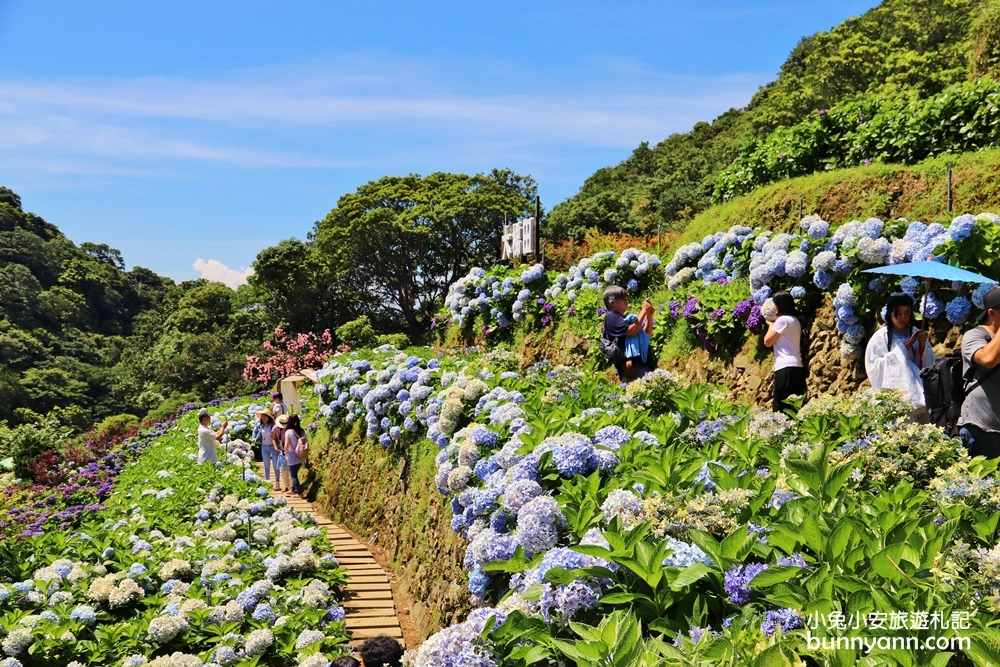 竹子湖繡球花季｜大梯田花卉生態農園